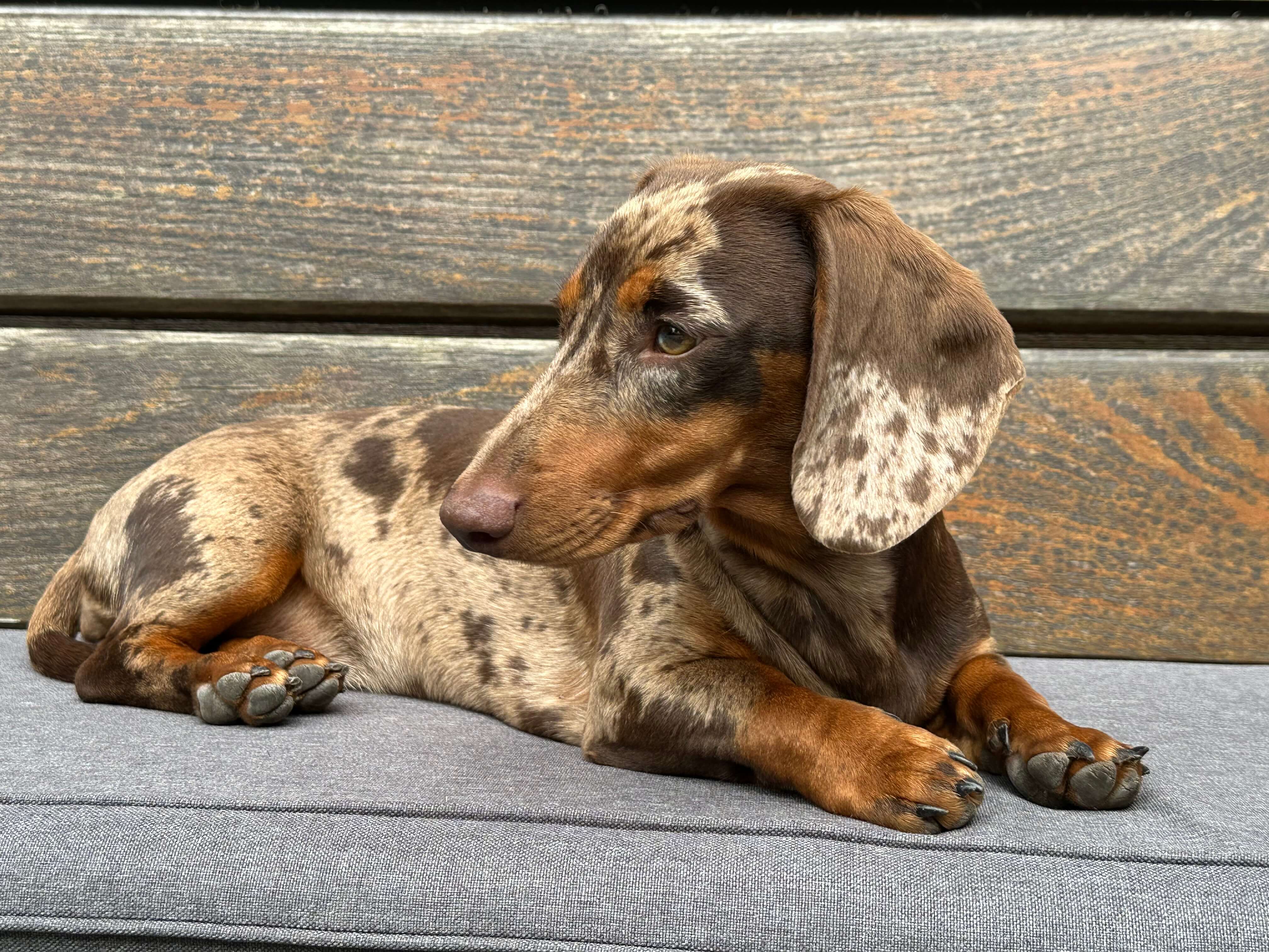 Queeny Blu Marble S vom Hasenklee (Mathilda)